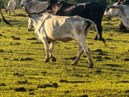 Pecuarista de MS é alvo de inquérito por deixar bois morrendo de fome em fazenda