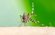 Mato Grosso do Sul registra 10.041 casos confirmados de chikungunya
