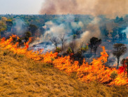 Pantanal em Alerta amplia ações diante do avanço das queimadas no bioma
