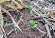 Produzir um hectare de soja na safra 2026/2027 custa R$ 5 mil em MS