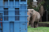 PRF de MS apoia transporte do elefante Sandro até santuário em Mato Grosso