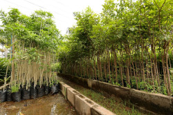 Dourados incentiva projetos de arborização e recuperação ambienta