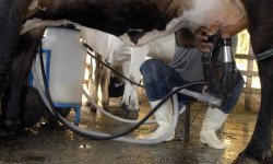 Produção de leite bate recorde mesmo com redução de vacas ordenhadas