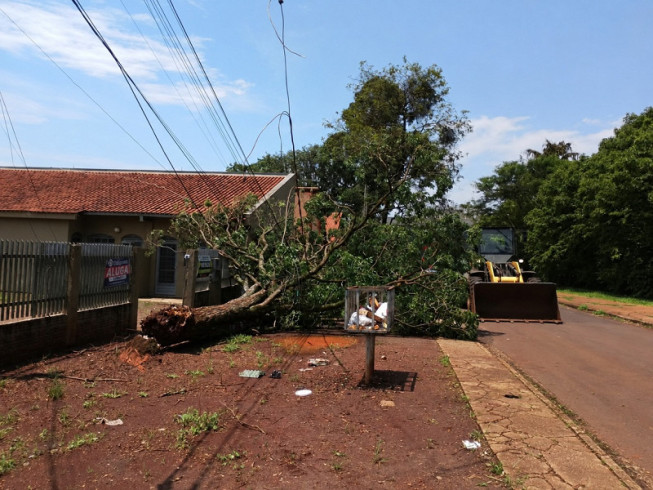 Prefeitura remove árvores após chuva intensa e ventos de até 80 km por hora