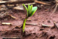 Plantio da soja avança em MS com atenção às condições climáticas