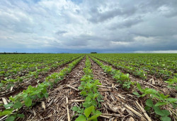 Crédito Rural cai 20,2% e custo da soja supera R$ 5 mil por hectare