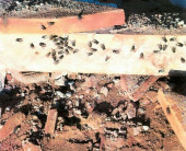 Granja avícola é investiagada após infestação de larvas e moscas em Ivinhema