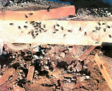 Granja avícola é investiagada após infestação de larvas e moscas em Ivinhema