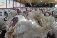 Agricultura confirma foco de doença de Newcastle em Santa Catarina
