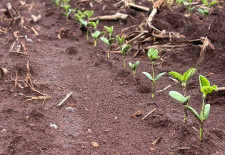 Chuva atrasa avanço do plantio da soja em Mato Grosso do Sul