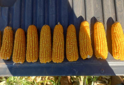 Mato Grosso do Sul produz 16,2 milhões de toneladas de milho na safra 25/26