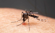 Mudanças climáticas já causam aumento de doenças infecciosas no país