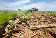 Mato Grosso do Sul já plantou 2,5 milhões de hectares de soja