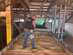 PRF apreende 8 toneladas de maconha em caminhão de milho na fronteira