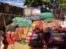 Droga apreendida pela Defron (Imagem: Adilson Domingos)