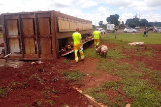 Caminhão carregado com porcos tomba na BR-163 (Imagem: Adilson Domingos)