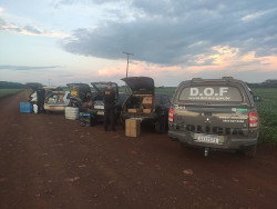 Em 20 dias, apreensões do DOF dão prejuízo de R$ 50 mi ao crime organizado