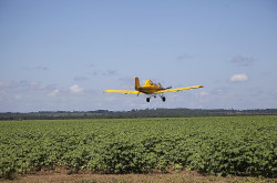 Avião pulveriza agrotóxico em lavoura de Mato Grosso do Sul (Divulgação)