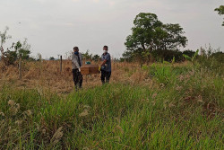 Corpo em decomposição é encontrado no meio do mato em Dourados