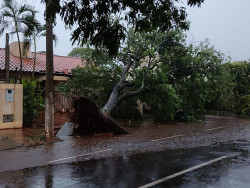 Temporal derruba árvores, alaga ruas e deixa parte de Dourados sem energia