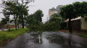 Temporal derruba árvores, alaga ruas e deixa parte de Dourados sem energia