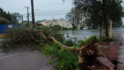 Mais de cem árvores cairam em Dourados com a tempestade (Imagem: Adalberto Domingos)