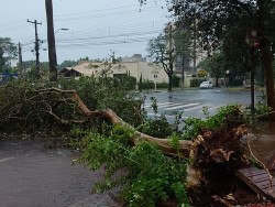 Mais de cem árvores cairam em Dourados com a tempestade (Imagem: Adalberto Domingos)