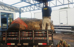 Os presos, as drogas e o caminhão foram encaminhados para a Polícia Civil em Nova Andradina (Imagem: Assessoria/PRF)