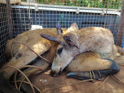 Polícia Ambiental captura cervo-do-pantanal ferido por cachorros