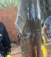 Ambiental multa pescador que exibiu peixe capturado ilegalmente