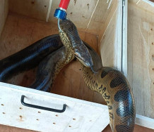 Ambiental captura serpente em casa de cachorro em Dourados
