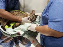 Policiais ambientais resgatam lobinho atropelado na MS-162