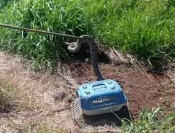 Polícia Ambiental captura jiboia de dois metros dentro de quintal