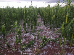 Chuva de granizo desabriga famílias e destrói lavouras em Nova Itamarati