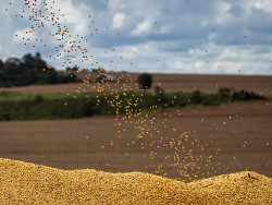 Estiagem quebra 34,6% da safra de soja em Mato Grosso do Sul