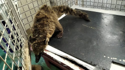 Polícia Ambiental resgata quati atropelado no anel viário de Dourados