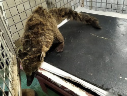 Polícia Ambiental resgata quati atropelado no anel viário de Dourados