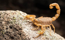 Depois de picada pelo animal peçonheto, menina de três anos morre (Imagem: Reprodução)