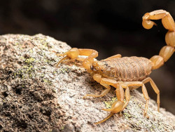 Depois de picada pelo animal peçonheto, menina de três anos morre (Imagem: Reprodução)