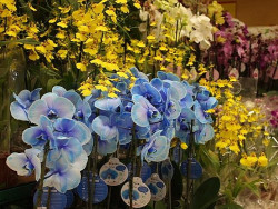 As flores apresentaram maior variação de preços (Imagem: Suibcom)