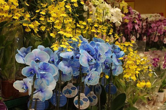 As flores apresentaram maior variação de preços (Imagem: Suibcom)