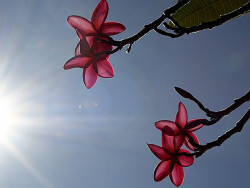Dia de sol e temperatura amena em todo o Estado (Imagem: Subcom)