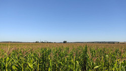 Milho na fase reprodutiva é muito sensível a geadas (Imagem: Rodrigo Castilho)