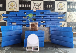 DOF fecha entreposto e apreende pé de maconha com adolescente em Dourados