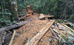 Polícia desmonta acampamento e apreende madeira em área protegida