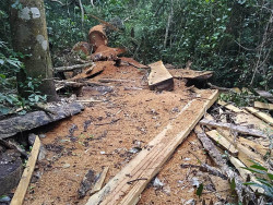 Polícia desmonta acampamento e apreende madeira em área protegida