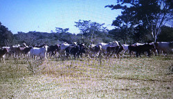 Polícia autua dono de sítio em R$ 35 mil por manter gado em área protegida