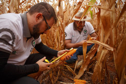 Rally da Safra avalia lavouras de milho no Sul de MS e Oeste do PR