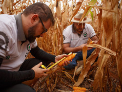 Rally da Safra avalia lavouras de milho no Sul de MS e Oeste do PR