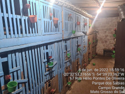 Polícia fecha criadouro de galos de briga e multa dono em R$ 47,5 mil